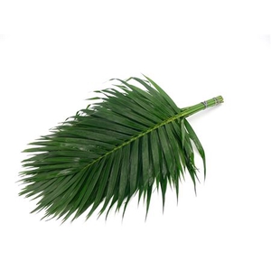 CANE PALM 120CM