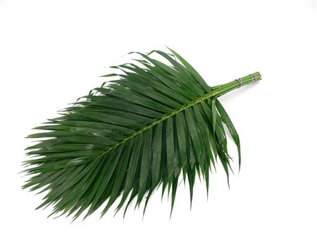 Cane Palm 120cm