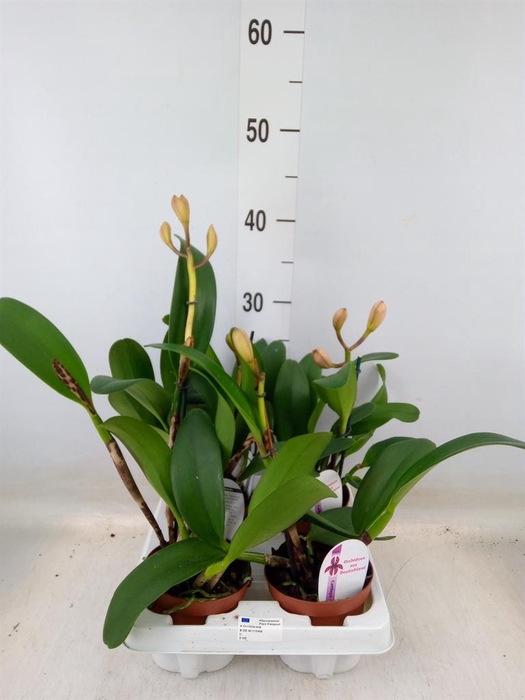 <h4>Cattleya   ...</h4>