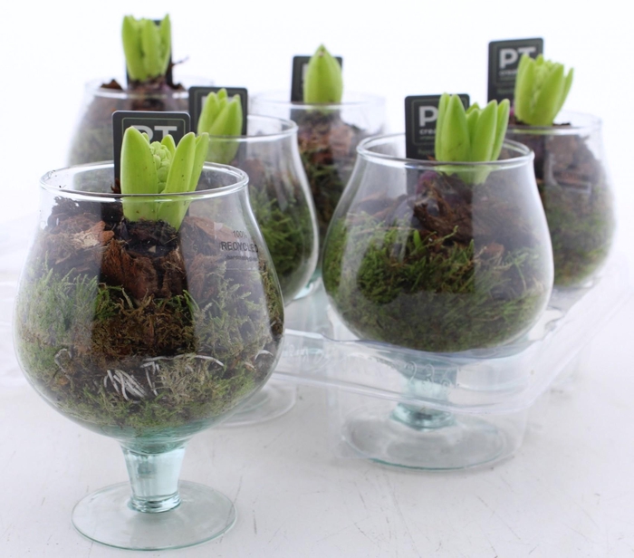 <h4>ARR HYACINTH</h4>