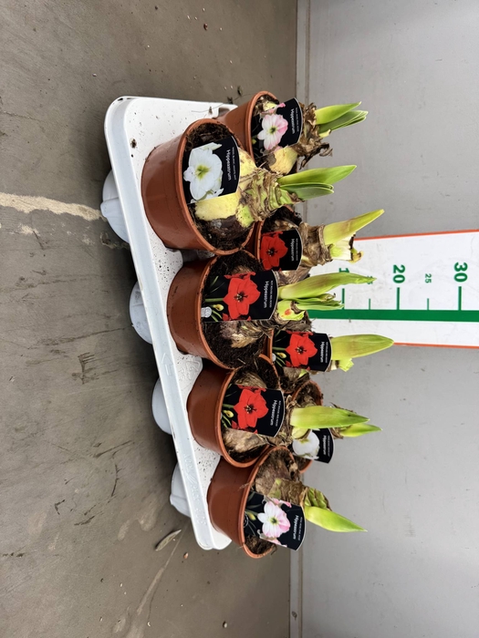 HIPPEASTRUM MIX 1 KNOP
