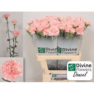 Dianthus ST 'Doncel'