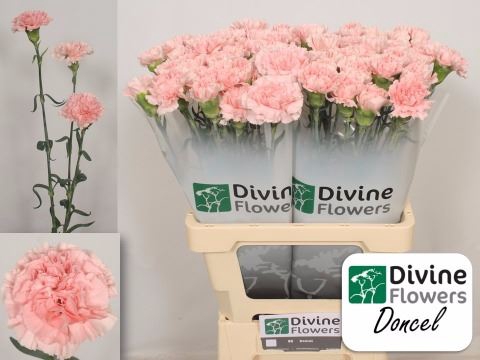 <h4>Dianthus ST 'Doncel'</h4>