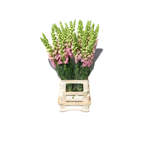 ANTIR POTO EARL PINK