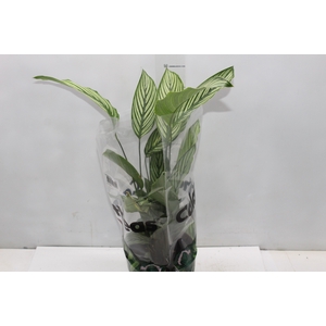 CALATHEA VITTATA P17
