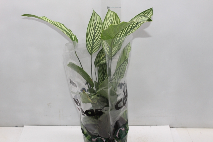 <h4>CALATHEA VITTATA P17</h4>