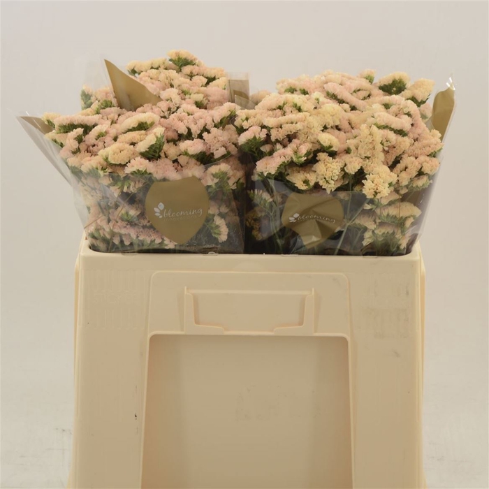 <h4>LIMONIUM SINUATUM 'SINUET APRICOT'</h4>