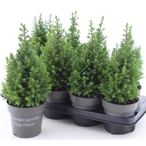 CHAM THY TOP POINT P13