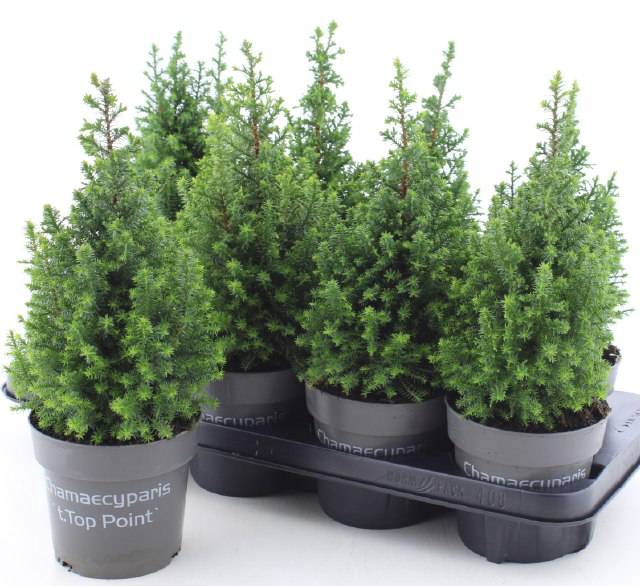 <h4>CHAM THY TOP POINT P13</h4>