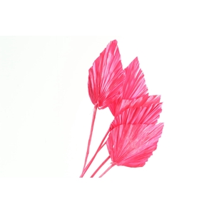 Palm Spear Cerise