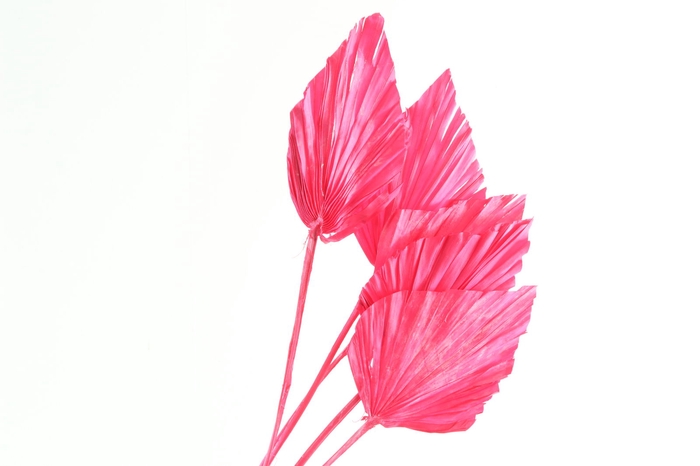 <h4>Palm Spear Cerise</h4>