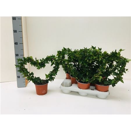 <h4>Hedera He Shamrock Hart Mini</h4>