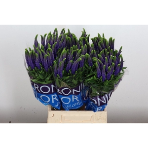 Veronica  'Clea Diana'