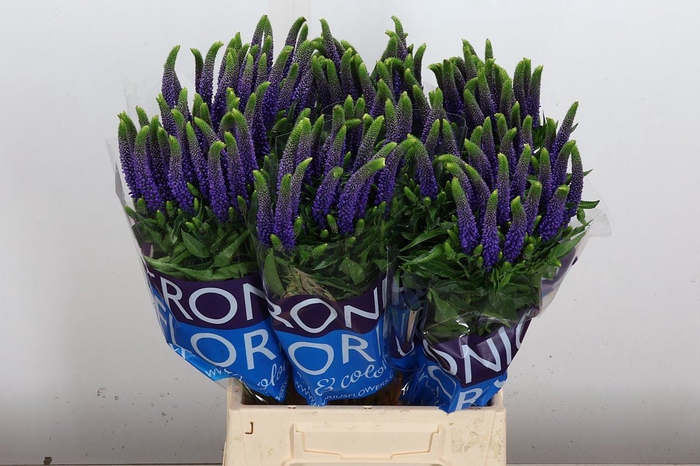 <h4>Veronica  'Clea Diana'</h4>
