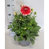 Dahlia 19 cm Peppermint
