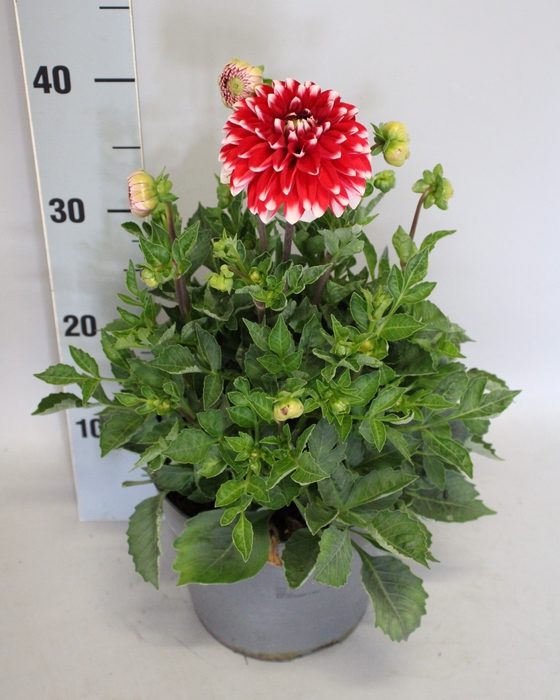 Dahlia 19 cm Peppermint
