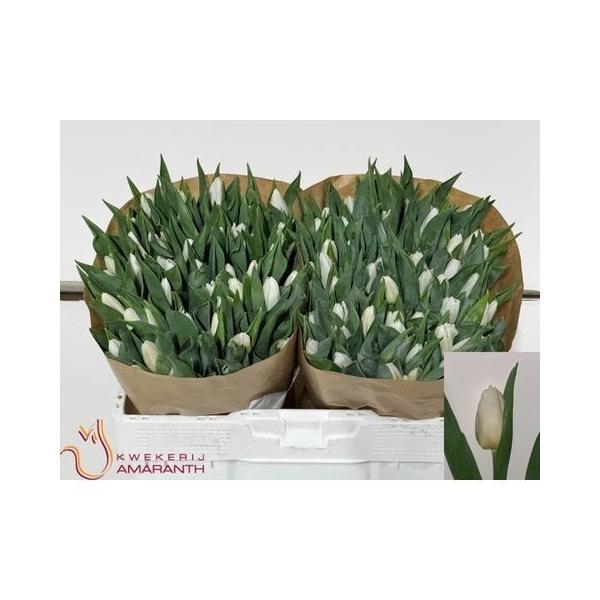 <h4>TU EN WHITE PRINCE</h4>