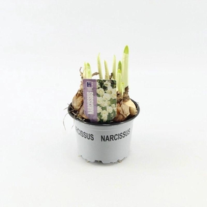 Narcissus Bridal Crown