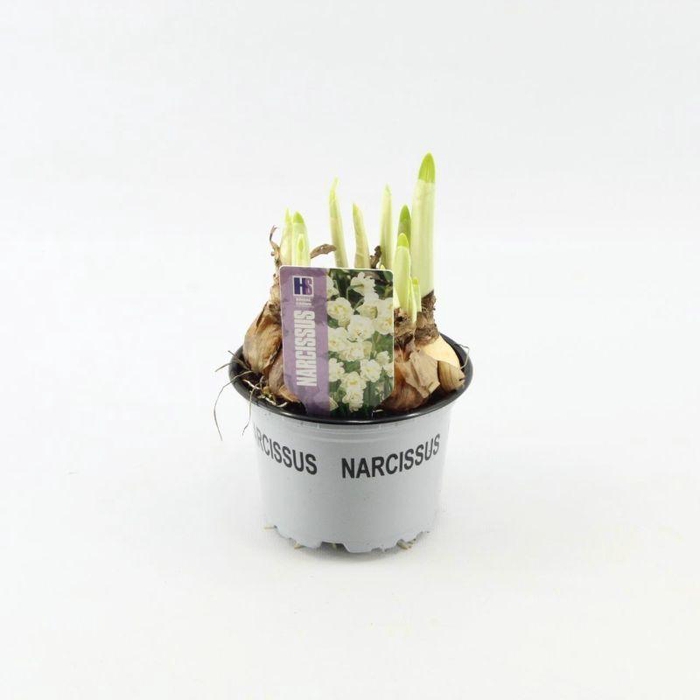 <h4>Narcissus Bridal Crown</h4>