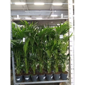 Howea forsteriana