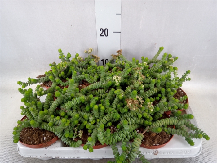 <h4>Crassula marnieriana</h4>