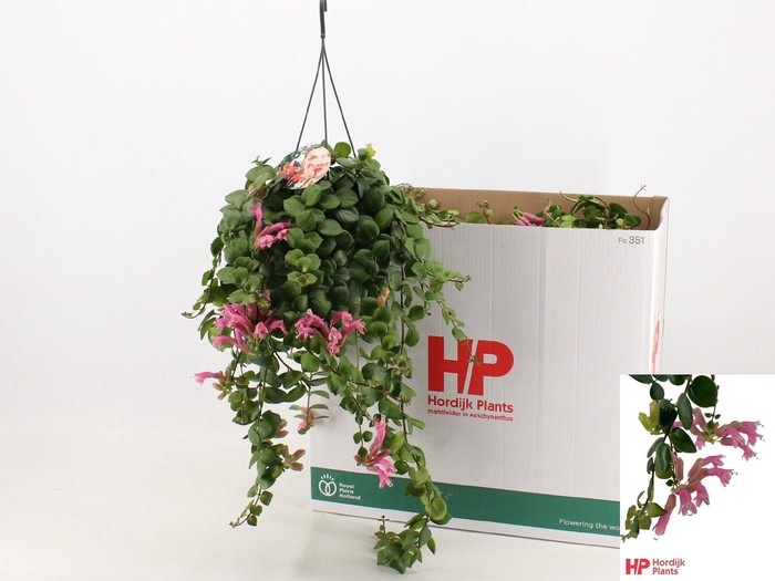 <h4>AESCHYN PINK POLKA</h4>