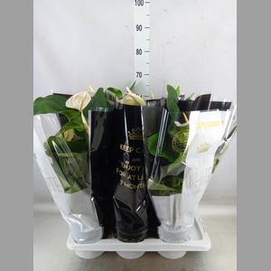 Anthurium andr. 'Alaska'