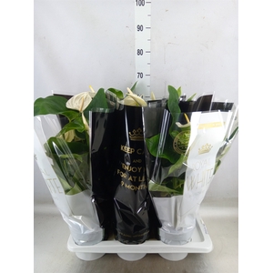 Anthurium andr. 'Alaska'