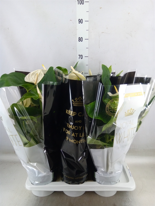 <h4>Anthurium andr. 'Alaska'</h4>