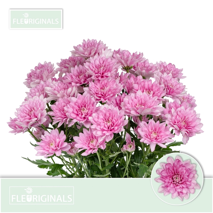 <h4>CHR T BALTICA PINK</h4>