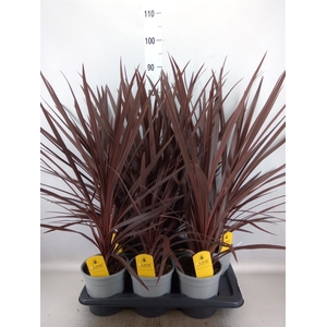 Cordyline austr. 'Red Star'