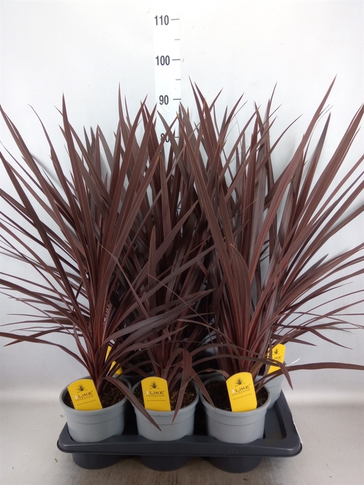 Cordyline austr. 'Red Star'