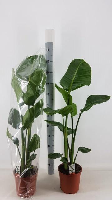 <h4>STRELITZIA NICOLAI</h4>