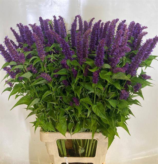 AGASTACHE PURPLE