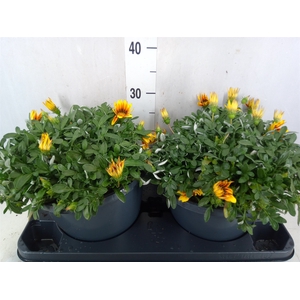 Gazania splen. 'Giant Deep Orange'