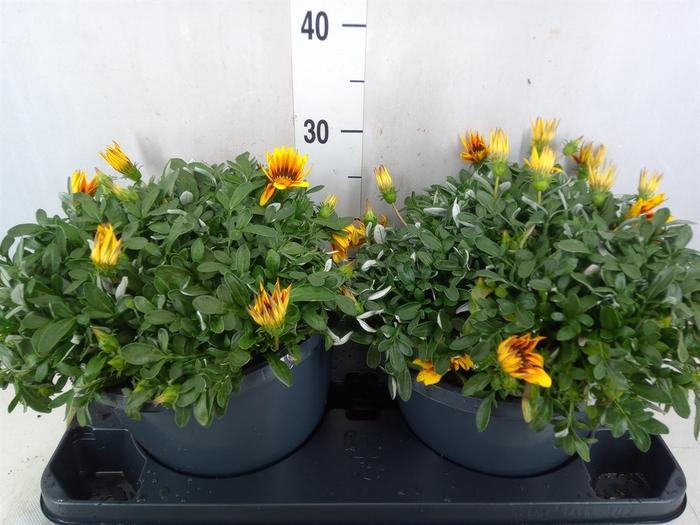 <h4>Gazania splen. 'Giant Deep Orange'</h4>
