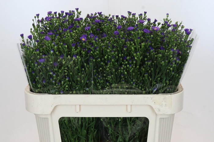 <h4>Aster Casamare</h4>