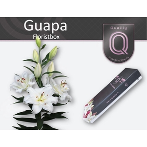 LI OR DU GUAPA FLORISTBOX 5+