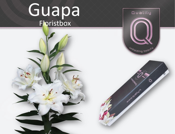 <h4>LI OR DU GUAPA FLORISTBOX 5+</h4>