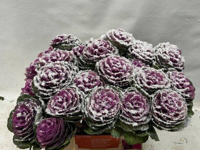 <h4>BRASS KLB H%</h4>