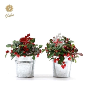 Gaultheria pr. 'Big Berry'® P10 in Zinc Old-Look + Reindeer