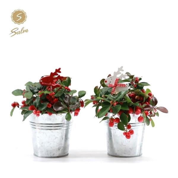 <h4>Gaultheria pr. 'Big Berry'® P10 in Zinc Old-Look + Reindeer</h4>