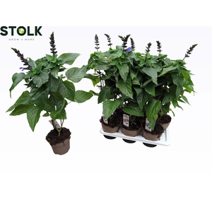 SALVIA BLACK & BLOOM