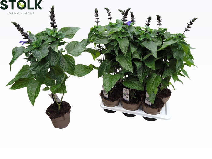SALVIA BLACK & BLOOM