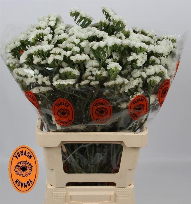 <h4>Lim S Wh Starl Wings</h4>