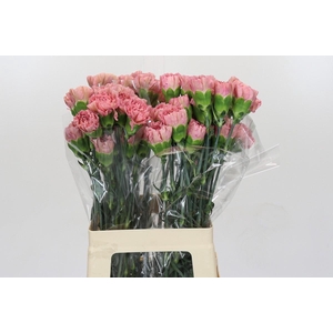 Dianthus St Lege Pink