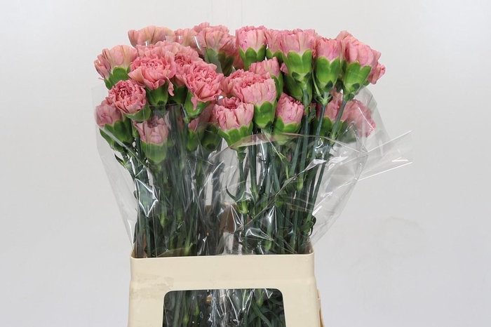 Dianthus St Lege Pink