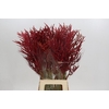 Bromelia Red Paloma