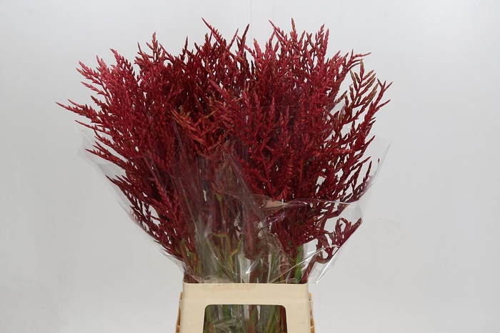 <h4>Bromelia Red Paloma</h4>