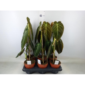 Philodendron melanochrysum